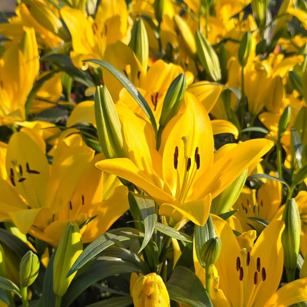 Yellow Lily Bulbs for Planting, Bright Sunny Blooms, Summer Flowering Perennial Garden Flowers, Lily Bulbs for Containers and Outdoor Garden, 4 Bulbs