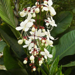 Clerodendrum Wallichii Plant, Chains of Glory Vine Light Bulbs, Clerodendrum Smithianum 4-9 Inch Tall