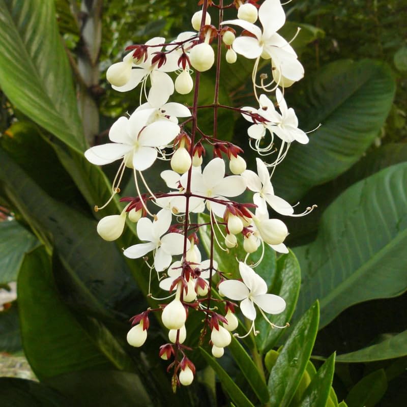 Clerodendrum Wallichii Plant, Chains of Glory Vine Light Bulbs, Clerodendrum Smithianum 4-9 Inch Tall