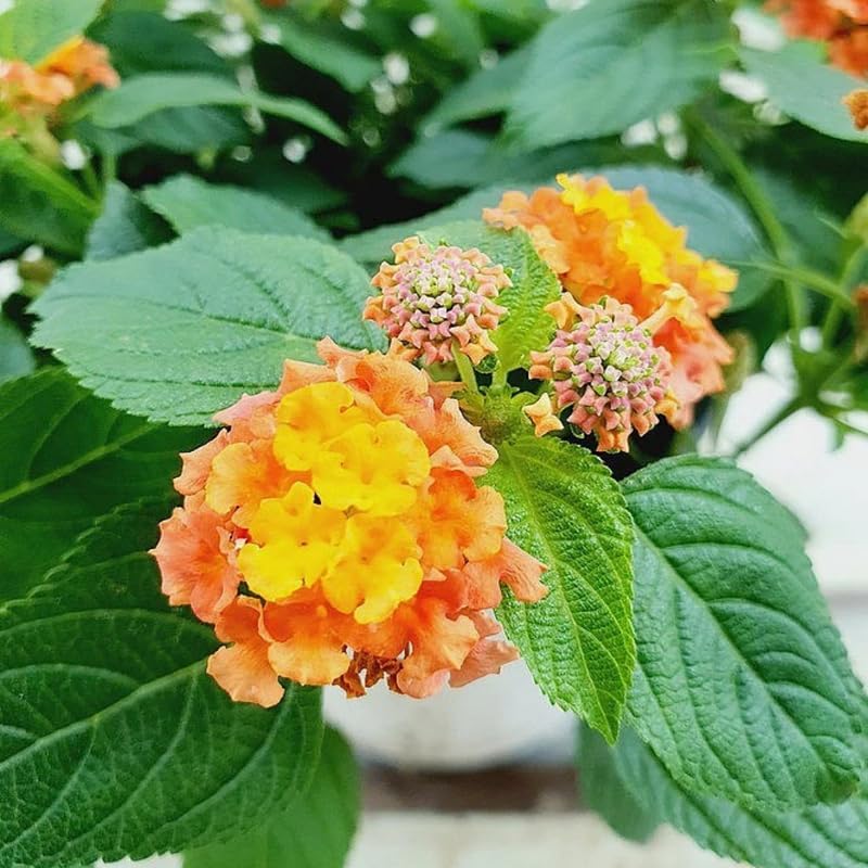 4 Colorful Perennial Lantana Trees Live Plants, Orange Blooms, Hardy and Long Blooming Seasons, Fragrant, 5-10" in Tall, Full Sun Growing