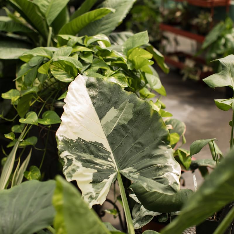 Alocasia Live Plant, Rare Elephan Ear Indoor Plant, Tropical Houseplant for Home and Garden Decor 4-9 Inches - White Green
