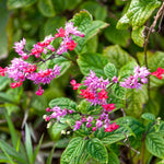 2 Bleeding Heart Live Plants, 5-9 Inches, Clerodendrum Bleeding Heart Vine, Bell Shaped Flowers Well Rooted (Purple Bleeding Heart)