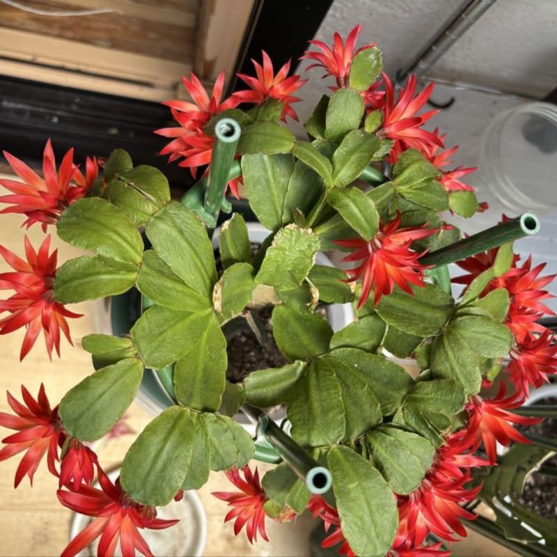 4 Red Easter Cactus Plants Live, Starter Holiday Cactus Plant for Indoor Outdoor Houseplants, False Christmas Thanksgiving Cactus Plants Like, Cold Hardy, 5-9" in Tall, No Pot