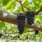 12 Sweet Black Grape Vines Cuttings 8-12'' Tall, High Yielding, Perennial Grape Vine for Growing Outdoor
