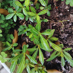 Set 3 Adenium Desert Rose Plants Live, Desert Rose Live Plant, 4 to 6 Inc Long, Succulent Flower Plant