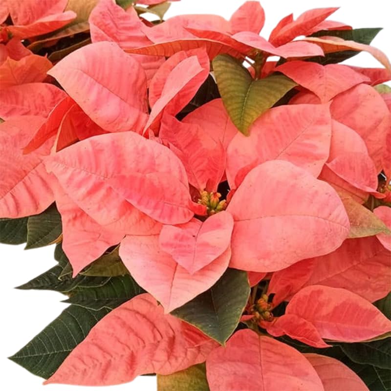 Light Pink Poinsettia Plant Live 4-8 Inches, Vibrant Poinsettia Flowers for Holiday, Live Indoor Houseplant, No Pot