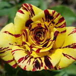 Rare Rose Bush Live Plant Well-Rooted, 6-10 Inch Tall, Fragrant Rose Flowers Tree, No Pot (Stripe Rose)