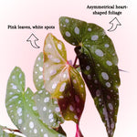 Begonia Live Plant, Begonias Live Plant, Rare Begonias Plants, 5-7 Inches in Height for Indoor Houseplant (Pink Leaf with White Spots Begonia)
