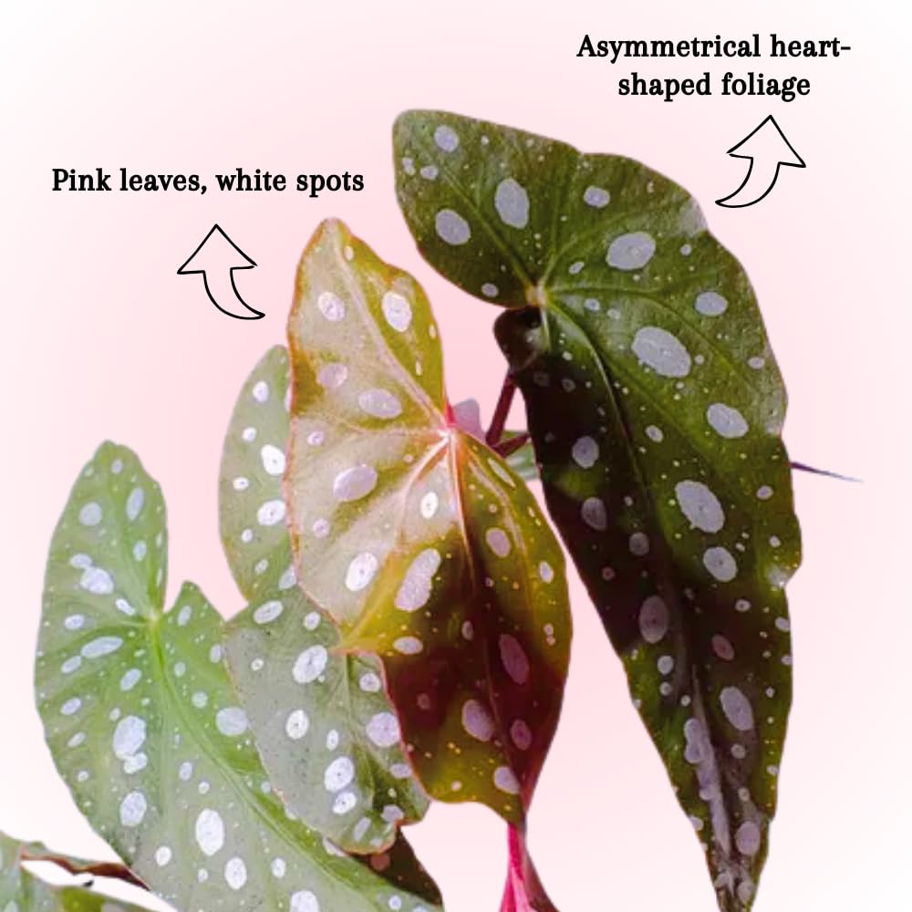 Begonia Live Plant, Begonias Live Plant, Rare Begonias Plants, 5-7 Inches in Height for Indoor Houseplant (Pink Leaf with White Spots Begonia)