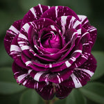 White Purple Climbing Rose Live Plant, 6 Months Old Starter, Fragrant Purple Climbing Roses for Planting Outdoor, No Pot