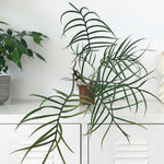 Variegated Philodendron Live Plant, Rare Indoor Houseplant Live Well Rooted 5-7 Inches, Container Growing, Home Office Decor (Tortum Philodendron)