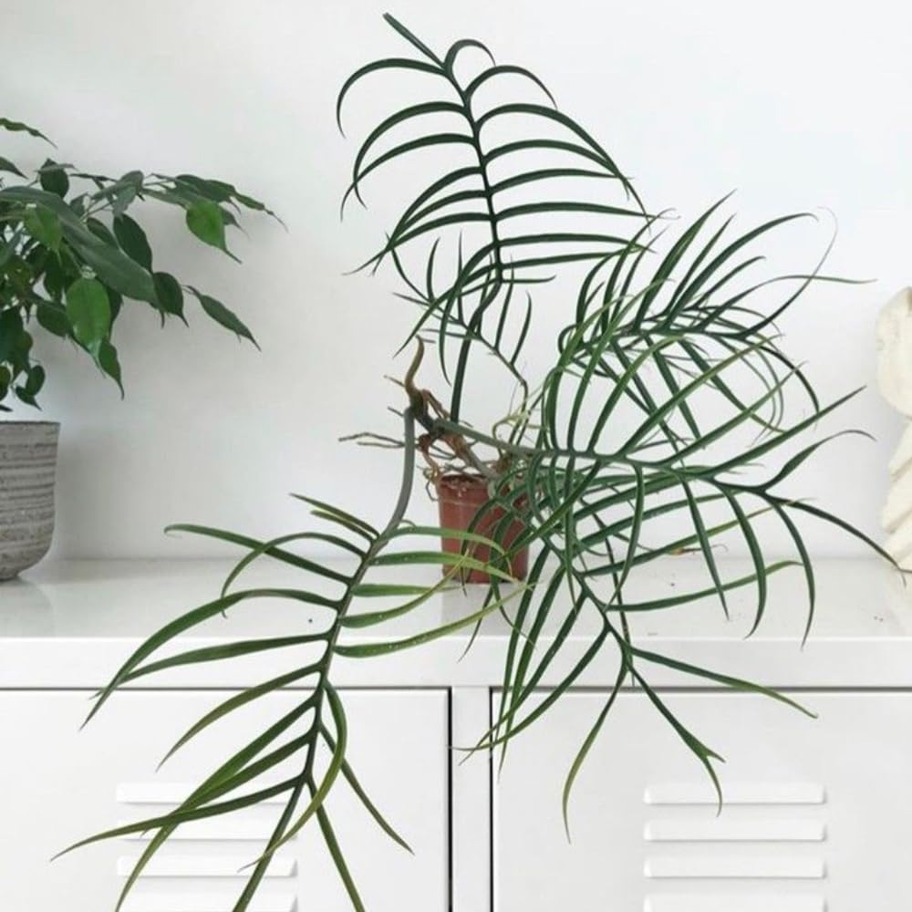 Variegated Philodendron Live Plant, Rare Indoor Houseplant Live Well Rooted 5-7 Inches, Container Growing, Home Office Decor (Tortum Philodendron)