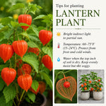 2 Abutilon Lantern Plants Live, Red Abutilon Plants 2-5 Inches Plugs, Ornamental Plants for Garden, Patio Containers and Indoor Decor