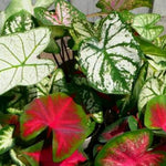 2 Caladium Plants Live for Planting, 4 to 6 Inc Tall, Caladium Live Plants Garden, 4 Inc Potted (Red)