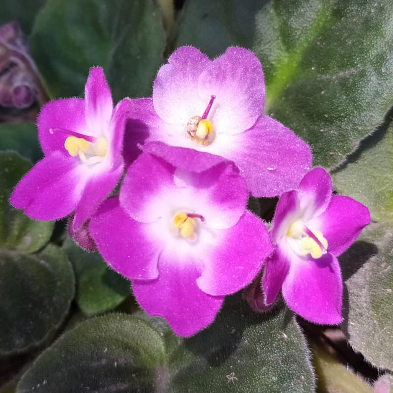 Pink White African Violet Live Plant, 4 Inch Pot African Violets Live Plant, Live Afican Violets Plants, Pink Flowering African Violets Live Plants Indoor Garden, Perennial Live African Violet Plants