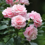 Rose Plant Live, Hybrid Tea Rose Bush Live Plant, 5-9 Inch Tall, Fragrant Flowers Shrub Ready to Plant Outdoor, No Pot, Well-Rooted (Pink Rose)