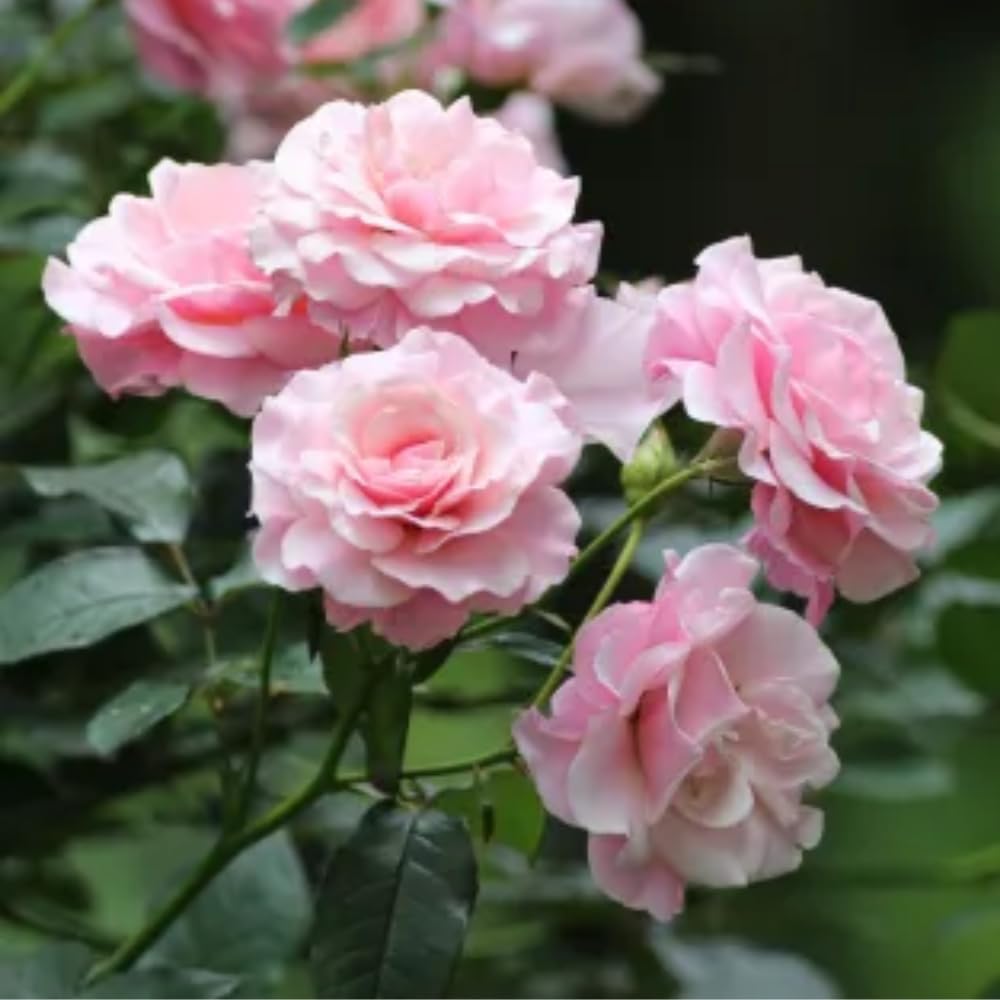 Rose Plant Live, Hybrid Tea Rose Bush Live Plant, 5-9 Inch Tall, Fragrant Flowers Shrub Ready to Plant Outdoor, No Pot, Well-Rooted (Pink Rose)
