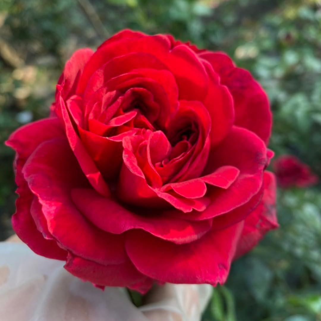 Deep Red Climbing Rose Live Plant, 6 Months Old Starter, Fragrant Purple Climbing Roses for Planting Outdoor, No Pot