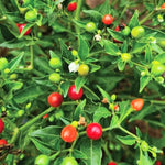Chiltepin Pepper Plants Live for Planting, in 4" Pot, Hot Chili Pepper for Indoor and Outdoor Growing, Vegetable Home Garden