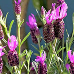 Pack 2 Lavender Plants Live Indoor, Lavandula Trees Live Plants for Planting, Fragrant Flowers Perennial, Plugs 4-7" Tall Well-Rooted (French Lavender)