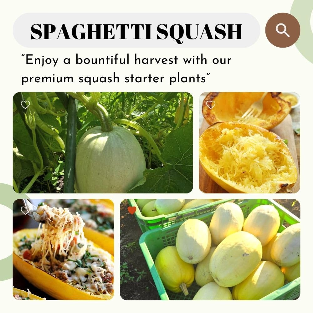 Yellow Spaghetti Squash Live Plant 4" Pot, Live Yellow Squash Plants in 3-5 Inch Tall, Vegetable Seedlings for Planting Outdoor Garden