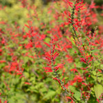4 Fragrant Sage Salvia Live Plants, Planting in Spring Sage Plants Live, 5 to 10 Inches in Tall, Change Color (Pineapple)