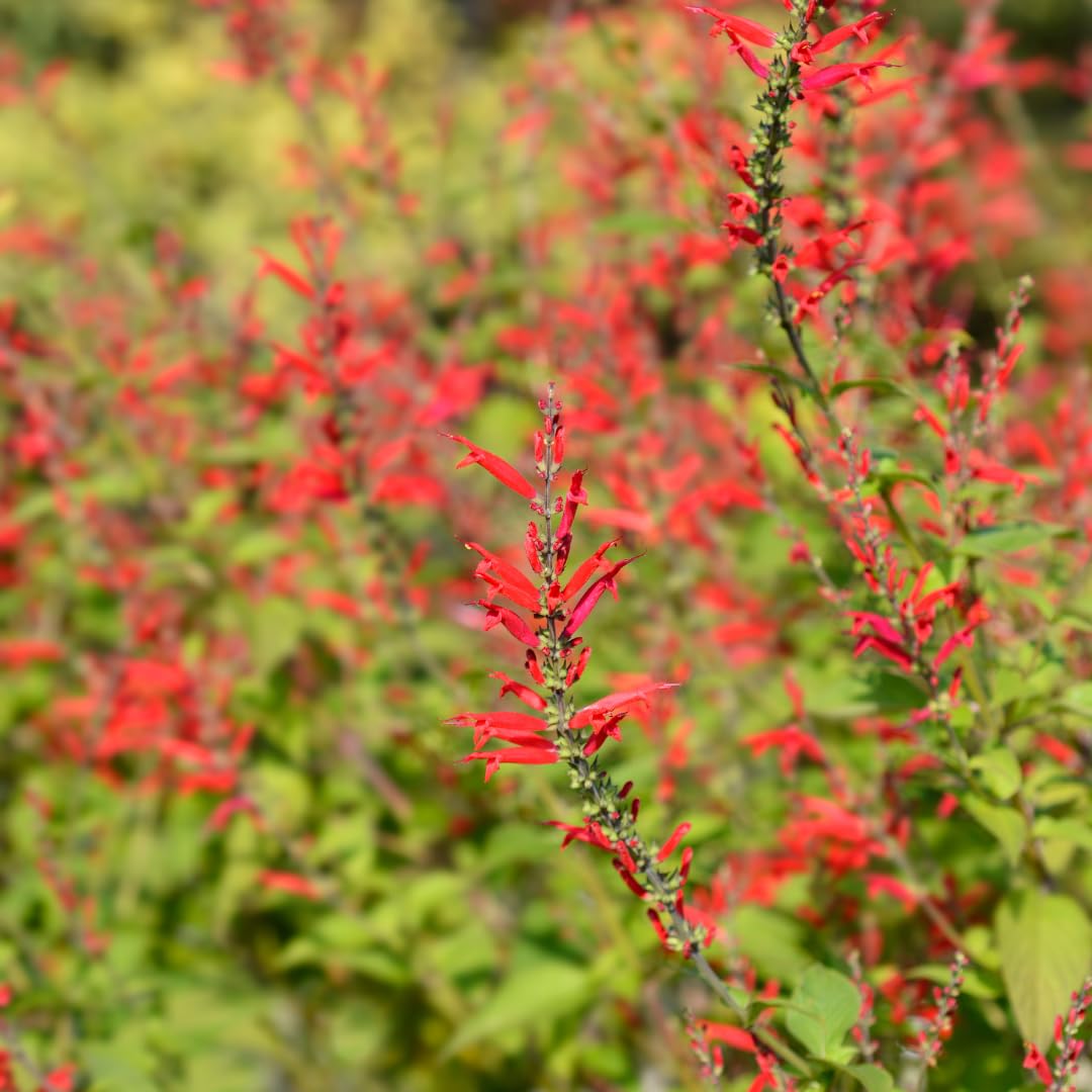 4 Fragrant Sage Salvia Live Plants, Planting in Spring Sage Plants Live, 5 to 10 Inches in Tall, Change Color (Pineapple)