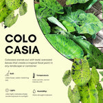 Colocasia Esculenta, Colocasia Live Plant, Elephant Ears Live Plant, Esculenta Taro Live Houseplant, 5-8 Inc Tall, No Pot (Rare Colocasia)