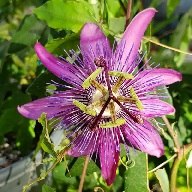 Passion Flower Plant Live, 5 to 8 Inch Tall Passiflora Vine, Fragrant Climbing Plant for Garden or Trellis, No Pot, Well-Rooted (Lavender Passion Flower)