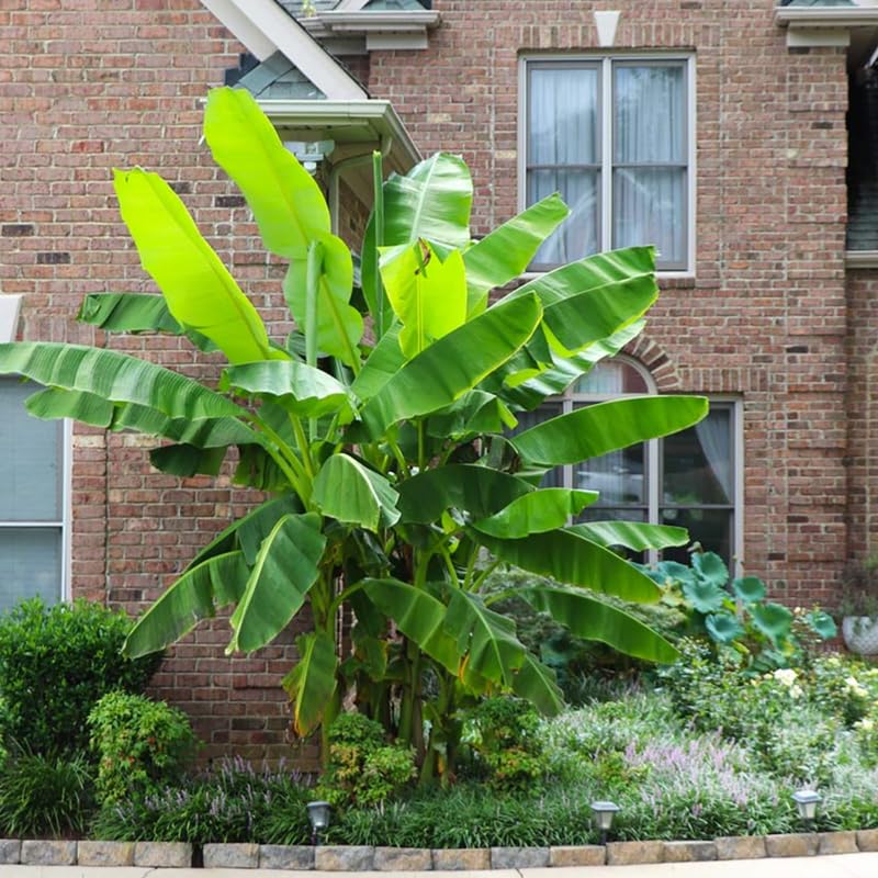 Basjoo Banana Plant Live, 4-6" Tall Well-Rooted for Indoor Tropical Displays, Cold Hardy Banana Fruit Tree