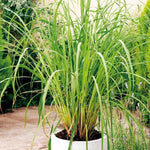Set 6 Lemongrass Plants Live, Lemongrass Herbs Stalks, 4-8" Tall Well-Rooted for Culinary Gardens, Tropical Grass for Outdoor Landscapes