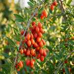 Goji Berry Live Plant, Red Goji Berry Seedling Well Rooted from 4-6 Inches Tall, Fruit Bearing Shrub for Outdoor Garden