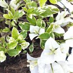 2 Coconut Ice Bougainvillea Plants Live, Flowering Bougainvillea Vine for Outdoor Garden or Trellis, 5-9 Inch Tall, Very Hardy
