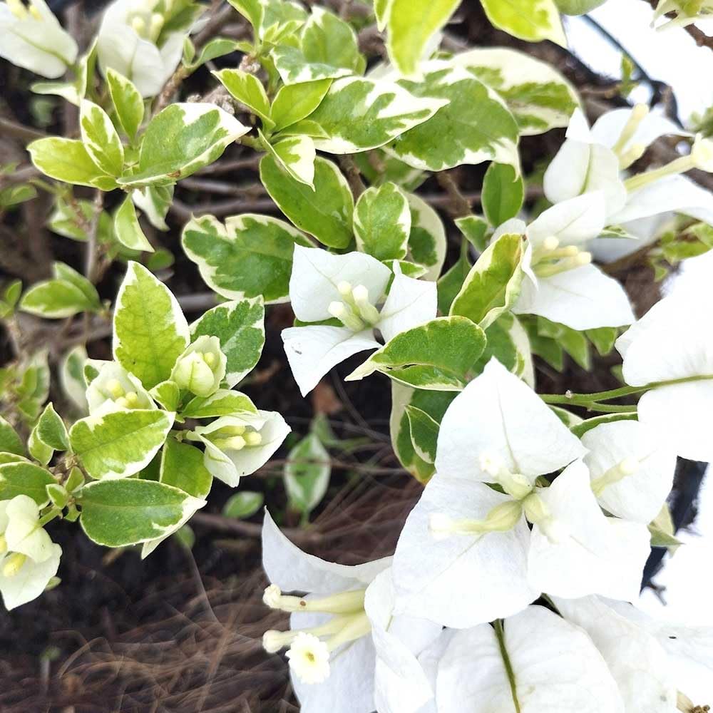2 Coconut Ice Bougainvillea Plants Live, Flowering Bougainvillea Vine for Outdoor Garden or Trellis, 5-9 Inch Tall, Very Hardy