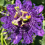 Pack 2 Passion Flower Plants Live, Passiflora Vine Well-Rooted, 5-7 Inch Tall Climbing Vine for Garden Trellises and Fences, No Pot (Deep Purple Passion Flower)