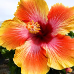 Hibiscus Plants Live, Tropical Hibiscus Plant, Hibiscus Tree Live Plant, Perennial Flower Bush, 7 to 13 Inch Tall, Sunset Hibiscus