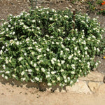 Set 2 Traling White Lantana Plants Live, Perennial Lantana Flowering Plants 4-8 Inches, Bright Flowers Outdoor