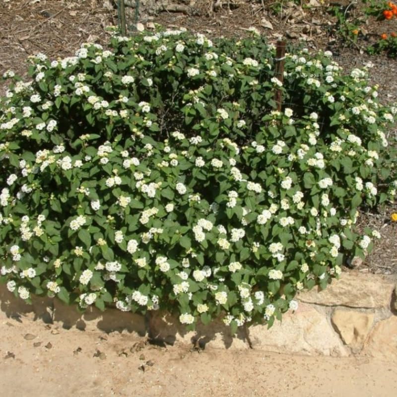 Set 2 Traling White Lantana Plants Live, Perennial Lantana Flowering Plants 4-8 Inches, Bright Flowers Outdoor