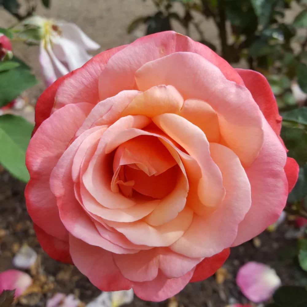 Rose Bush Live Plant for Gardening, Hardy Fragrant Rose Flower Plant, 5 to 10 Inch Tall, Ideal for Outdoor Planting (Coral Rose)