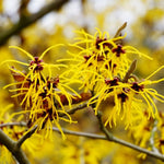 Yellow Witch Hazel Bush Live Plant, 1 Year Old Shrub in Quart Pot, 6-12" Tall Hardy Fall Blooming Tree