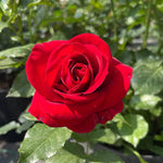 Rose Bushes Ready to Plant Outdoor, Bareroot 5-9 Inch Tall, Fragrant Rose Flower (Red Rose)