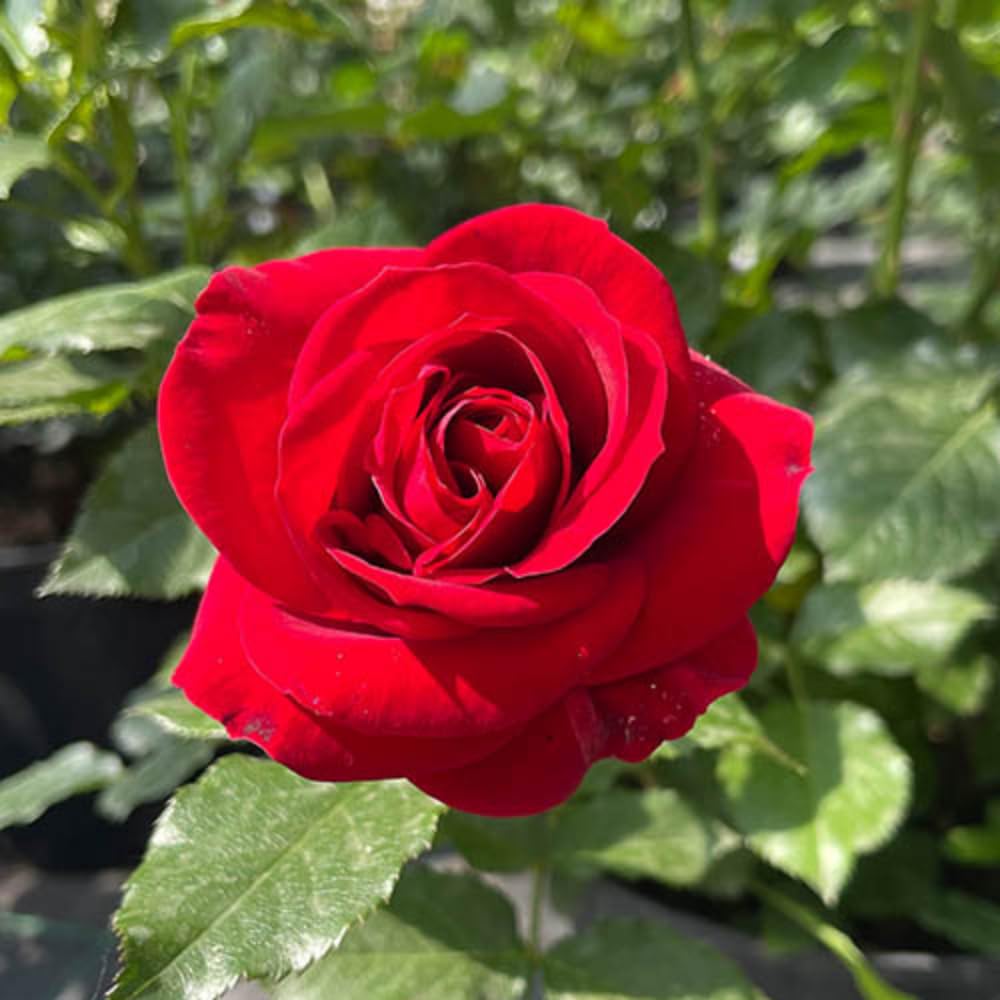 Rose Bushes Ready to Plant Outdoor, Bareroot 5-9 Inch Tall, Fragrant Rose Flower (Red Rose)