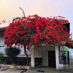 Combo 2 Bougainvillea Plants Live Trees, Outdoor Bougainvillea Plant for Trailing Flowering Vines or Bush Tree, 5-10” Tall, Well-Rooted Bougainvillea Vibrant Red