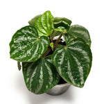 Peperomia Plant Live, Peperomia Live in 3.5 Inches Pot, Tropical Houseplant for Indoor Planting, Compact Plant for Home Office Decor, 4 to 6 Inches Tall (Variegated Peperomia)