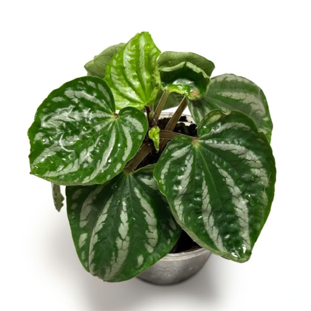 Peperomia Plant Live, Peperomia Live in 3.5 Inches Pot, Tropical Houseplant for Indoor Planting, Compact Plant for Home Office Decor, 4 to 6 Inches Tall (Variegated Peperomia)
