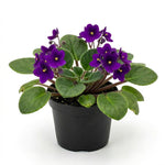 African Violet Plant Live in 4 Inch Pot, Indoor Flowering Houseplant, Compact Blooming Plant for Home or Office (Purple Blooms)