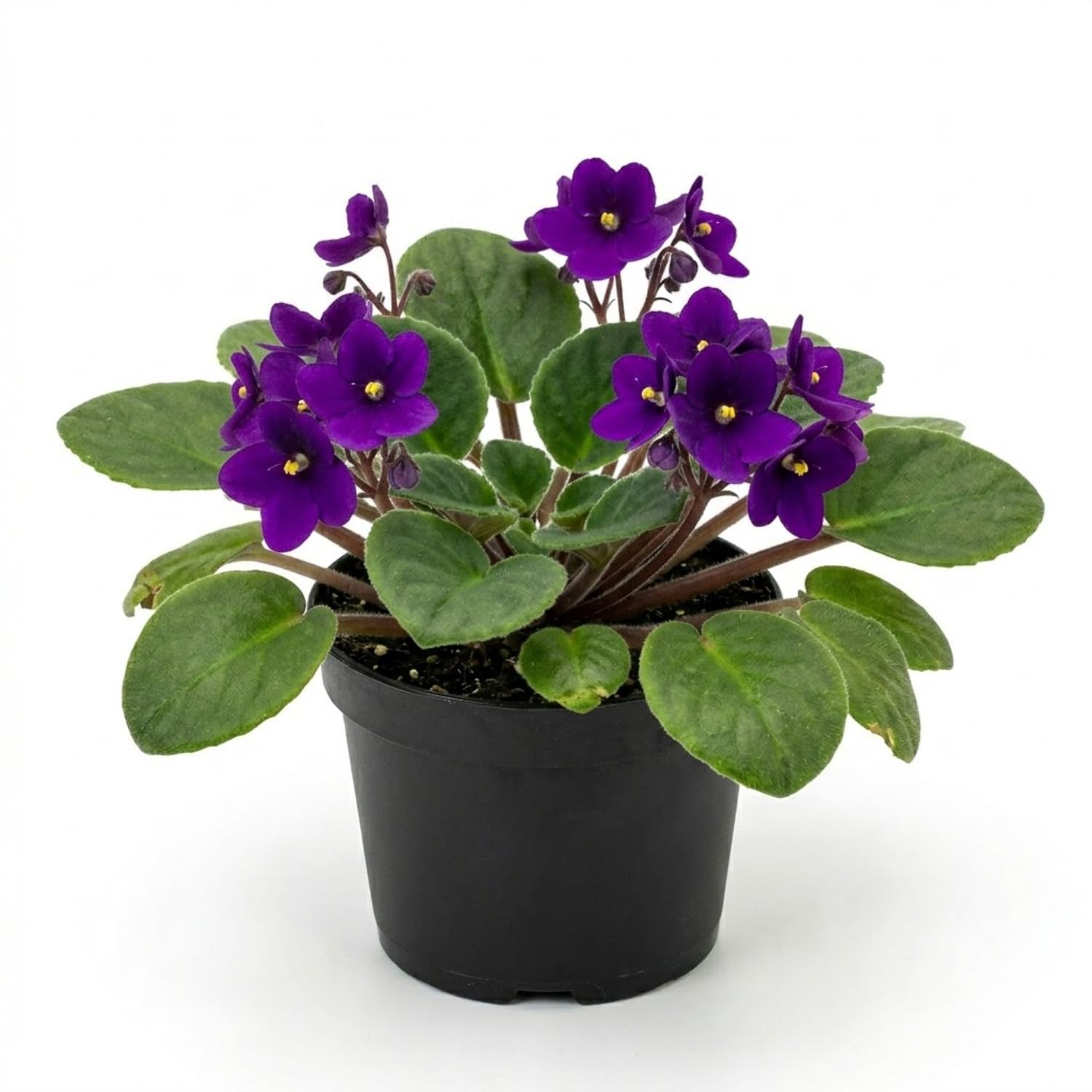 African Violet Plant Live in 4 Inch Pot, Indoor Flowering Houseplant, Compact Blooming Plant for Home or Office (Purple Blooms)