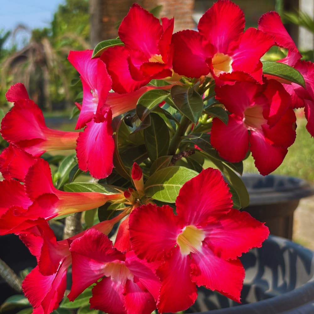 Set 3 Adenium Desert Rose Plants Live, Desert Rose Live Plant, 4 to 6 Inc Long, Succulent Flower Plant