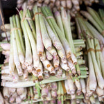 6 Live Lemon Grass Plants for Outside, No Pot, Established Root Lemongrass Plants Live Outdoor Indoor Planting, Perennial Zones 9-11