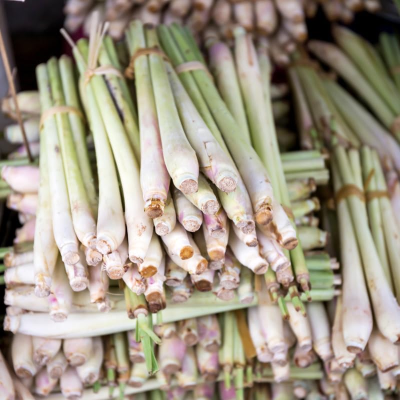 6 Live Lemon Grass Plants for Outside, No Pot, Established Root Lemongrass Plants Live Outdoor Indoor Planting, Perennial Zones 9-11